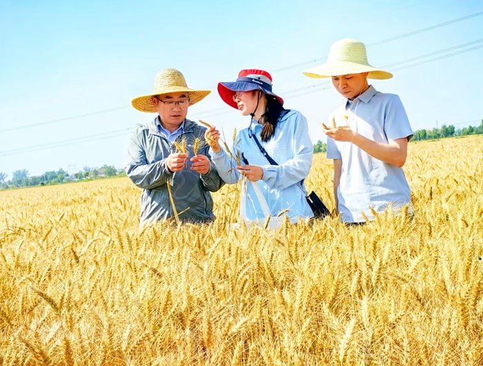 农业农村部小麦专家指导组成员在凌城示范点测产现场。顾士刚摄