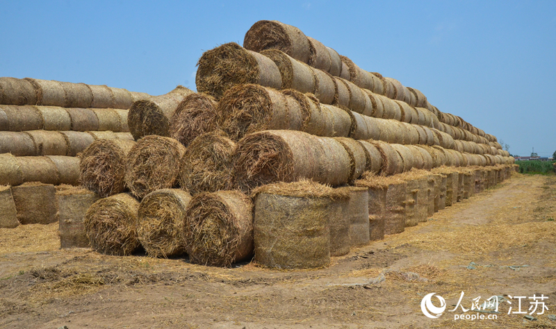 秸秆收储中心内草捆垒成的“金山”。 人民网记者 鞠峰摄